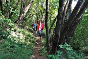 19 Nel bosco di alti carpini neri